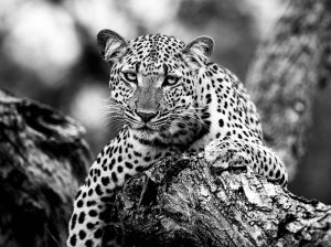 Lady Leopard - By Marie Jordan