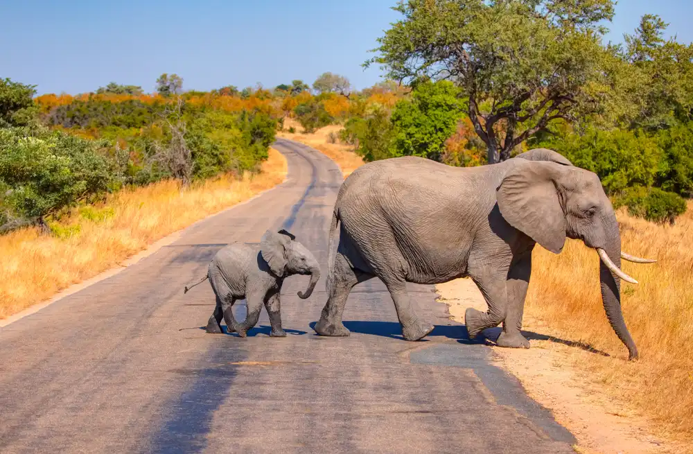 Elephants crossing the road
